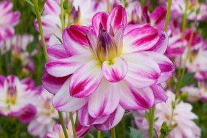 Jiřina Saint Martin